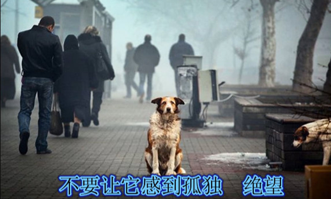 西双版纳爱影圈微博微信转发案例